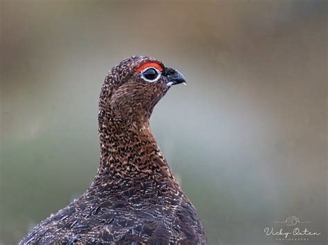 Red Grouse Vicky Outen Flickr