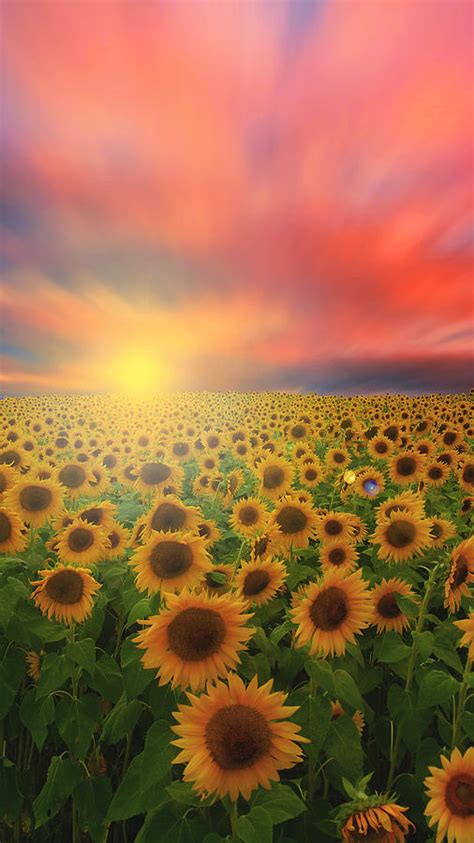 Sunflower Field At Sunset Photograph By Sally Cooper Fine Art America