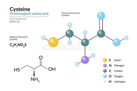 Cisteína Cys C3h7no2s Aminoácido Proteinogénico Fórmula Química