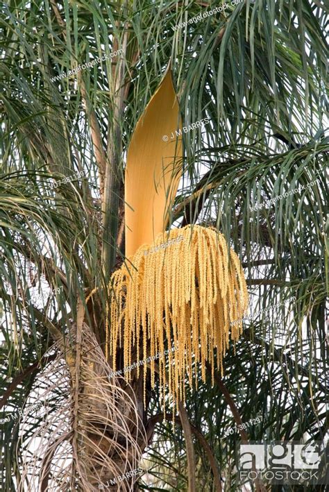 Queen Palm Syagrus Romanzoffiana Is A Palm Native To South America