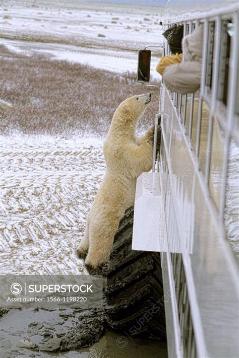 Curious Polar Bear Close Encounter As Bear Looks In To Tundra Buggy To