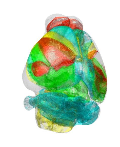 Mouse Brain [image] Eurekalert Science News Releases