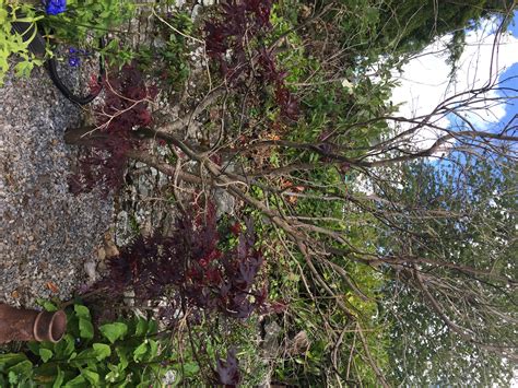 Is My Acer Tree Dead at Agnes Giles blog