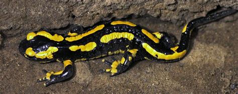 La Salamandre Terrestre Natagora