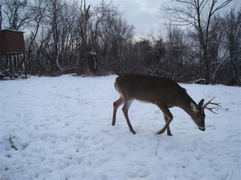 December 18 Whitetail Pictures