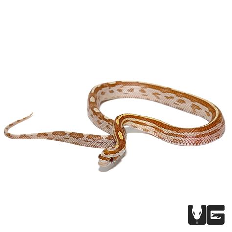 C.B. Baby Motley Gold Dust Cornsnake - Underground Reptiles