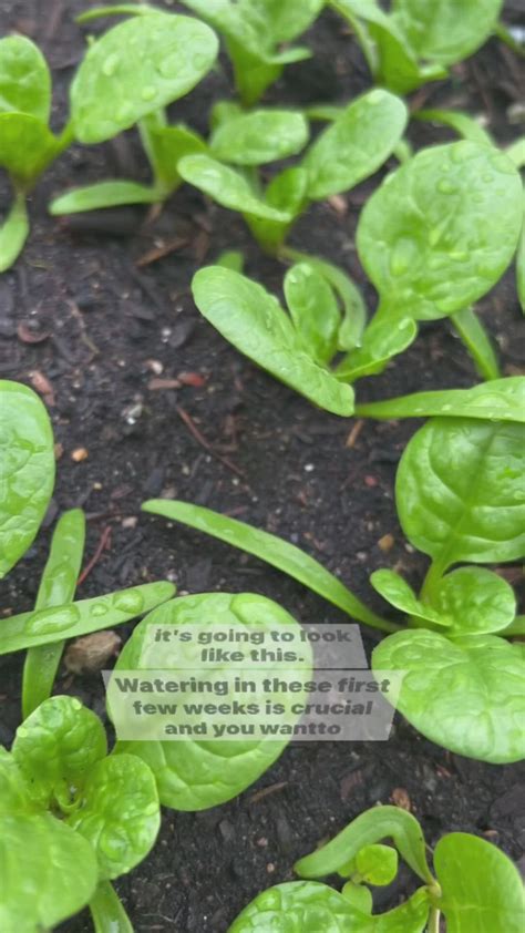 Grow Spinach From Seed In The Garden Step By Step To Organic Garden