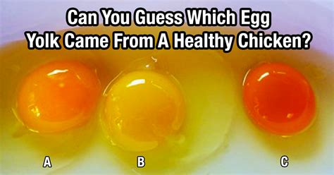 Can You Guess Which Of These Yolks Came From A Healthy Chicken You