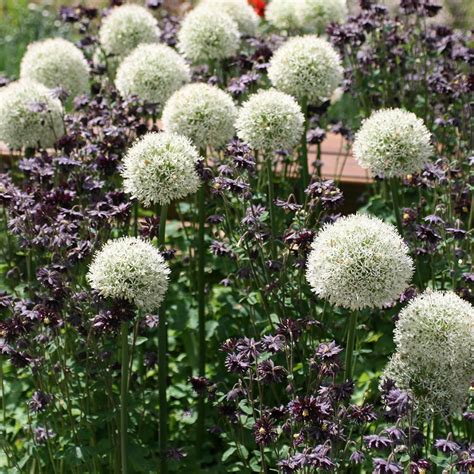 Buy Allium Bulbs Allium Stipitatum Mount Everest Delivery By Crocus