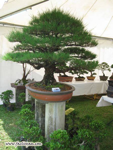Pokok Bonsai Segalanya Tentang Tumbuhan