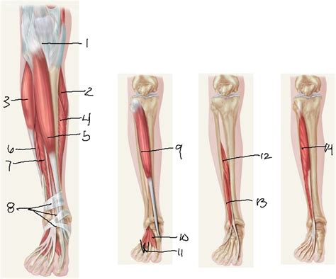 Muscles Acting On The Foot Diagram Quizlet