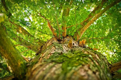 Tree Aesthetic Branches · Free photo on Pixabay