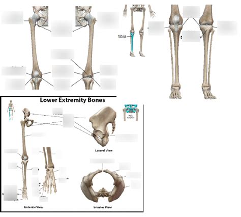 Bone Markings Of The Lower Extremities Diagram Quizlet