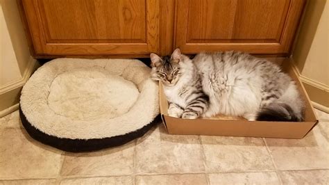 How To Get Your Cat To Actually Use Their Cat Bed Meowingtons