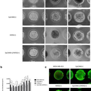 Micro Tissue Assembly Of Mda Mb Cells And Subpopulations Isolated