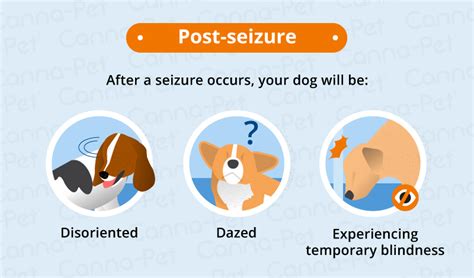 Side Effects of Dog Seizures | Canna-Pet