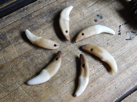 Genuine Coyote Canine Teeth, Set of 6 Drilled, for Crafts, Jewelry ...