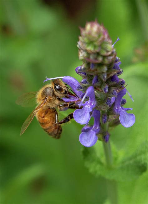 Western Honey Bee Photograph by Jean Haynes | Fine Art America