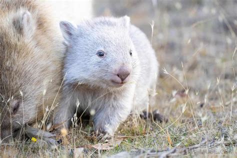 Behind the Shot: Cutest Baby Wombat in Tasmania