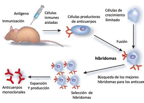 Son Los Anticuerpos Monoclonales La Reina En La Partida Contra La