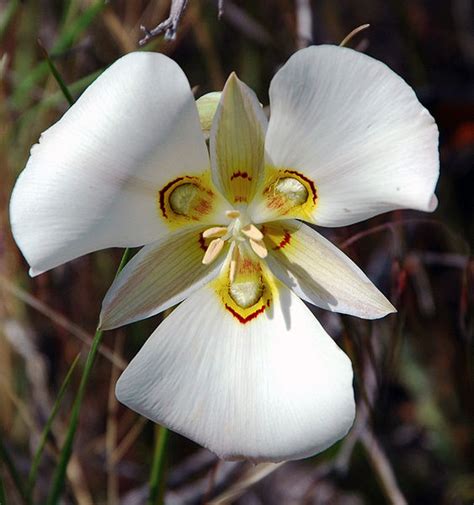 Red Cliffs Desert Reserve Sego Lily Calchortus Nutallii