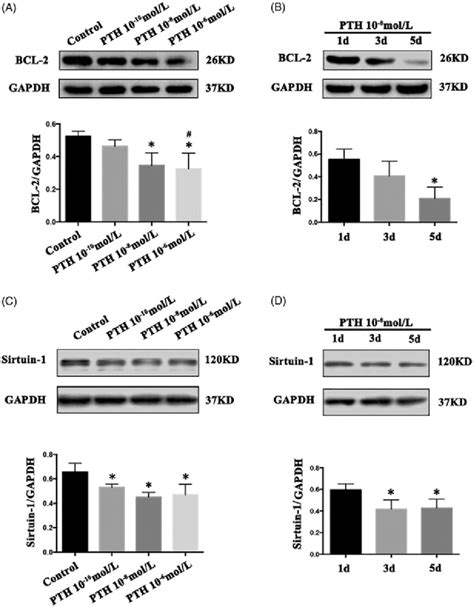 Parathyroid Hormone Pth Suppresses Bcl And Increases Sirtuin