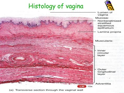 PPT Histology Of The Female Reproductive System PowerPoint