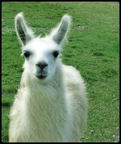 Happy Llama Flickr Photo Sharing