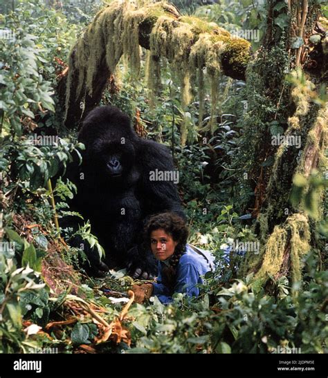 SIGOURNEY WEAVER, GORILLAS IN THE MIST, 1988 Stock Photo - Alamy