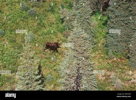 Aerial Of Moose Running Through Boreal Forests Hi Res Stock Photography