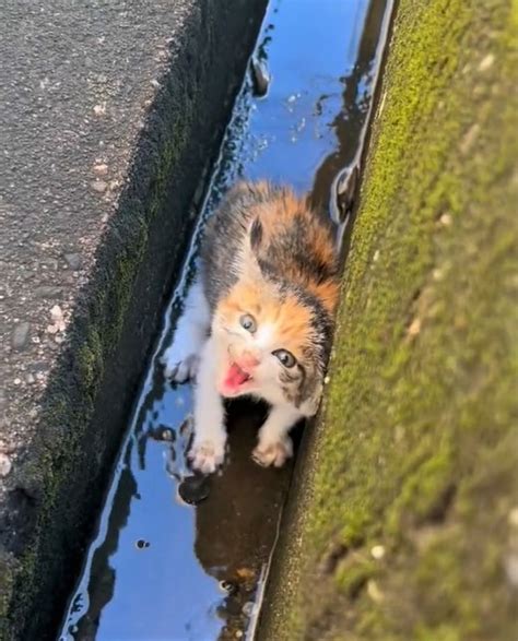 「体重は4倍になりました」側溝で鳴いていた子猫を保護、2カ月後美猫に成長！ビフォーアフター写真が話題に｜まいどなニュース