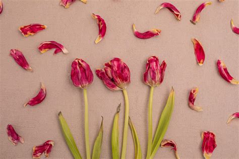 Toutes Nos Astuces Pour Faire S Cher Vos Tulipes Interflora