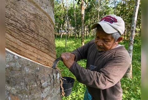 Pekebun Kecil Terima Manfaat Ipg Bernilai Rm Juta