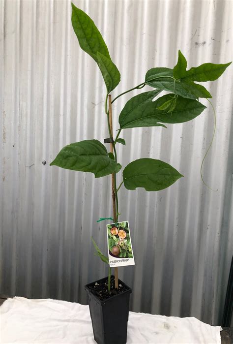 Passionfruit Black 90mm Pots Orchard Size Fruit Tree Lane