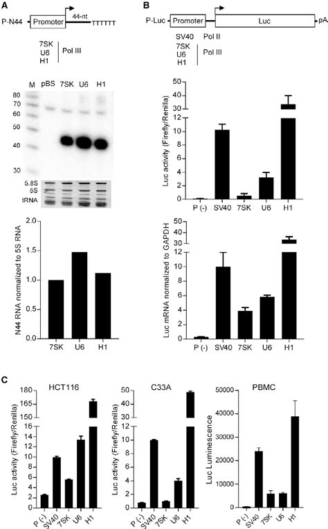 Figure From Rna Polymerase Ii Activity Of Type Pol Iii Promoters