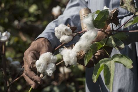 Egypt Seeks To Weave Cotton Renaissance Arab News