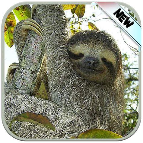 Funny Sloth Wallpaper Cute Sloth Wallpapers For Girls And Sloth