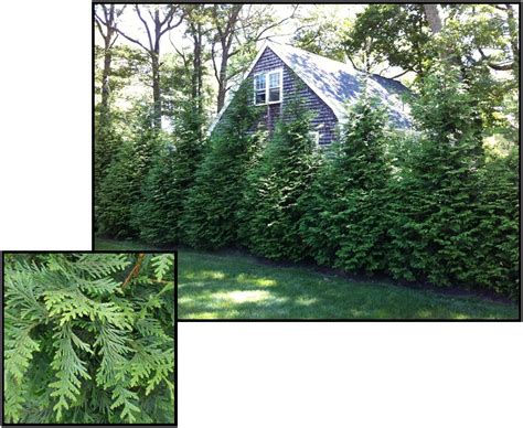 Green Giant Arborvitae Hinsdale Nurseries