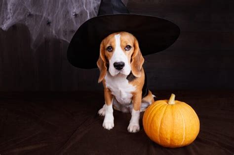 Premium Photo | A beagle in a house decorated for halloween a witch's ...