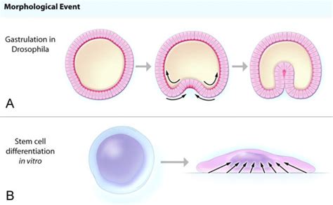 Cell Tissues A Drosophila Tissue Morphogenesis Due To Shape