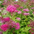 Спирея Фробелли (Froebelii): купить саженцы в Минске с доставкой почтой ...