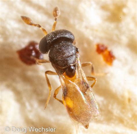 Tiny Wasp In Log Bugguide Net