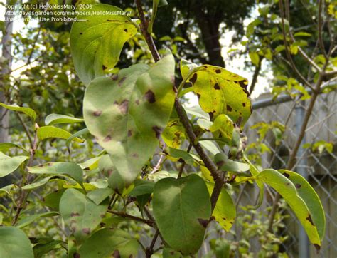 Beginner Gardening Lilac With Brown Spots On Leaves 1 By Hellomissmary