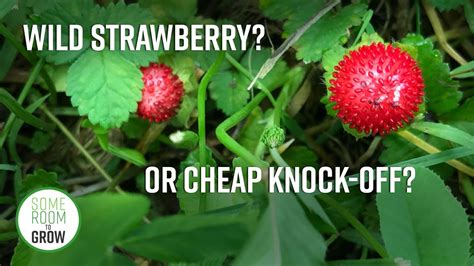 How To Identify Wild Strawberry Vs Mock Strawberry Youtube