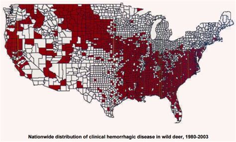 EHD in Deer: How Does EHD Kill Deer?