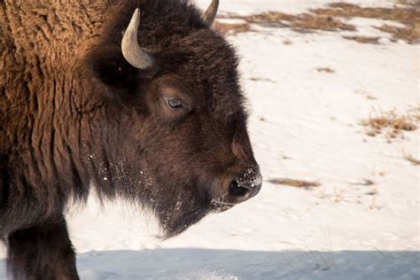 Rocky Mountain Bison | Smithsonian Photo Contest | Smithsonian Magazine