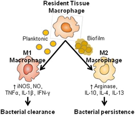 Macrophage Activation Pathway