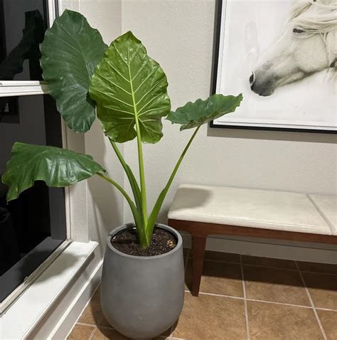 Alocasia Borneo Giant Elephant Ear Eureka Farms