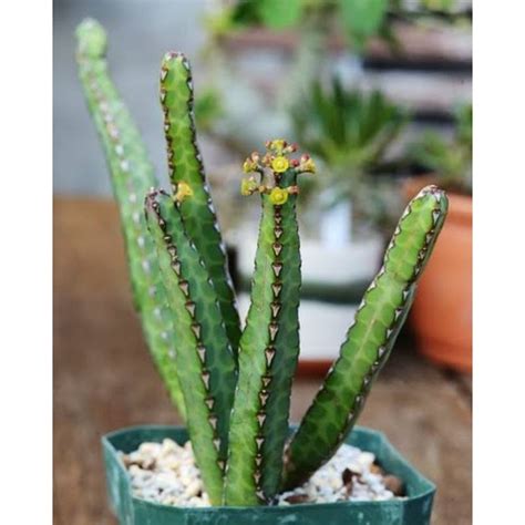 Euphorbia Heterochroma Cluster Rimbun Lazada Indonesia