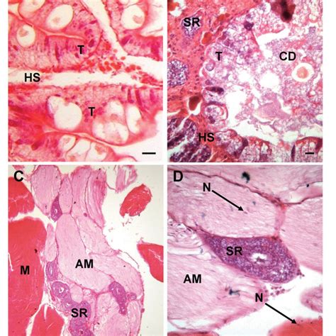 Sacculina carcini infecting Carcinus maenas. Effect of S. carcini ...